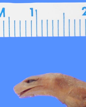 Media type: image; Herpetology A-8163